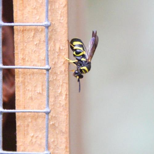 Leucospis sp.